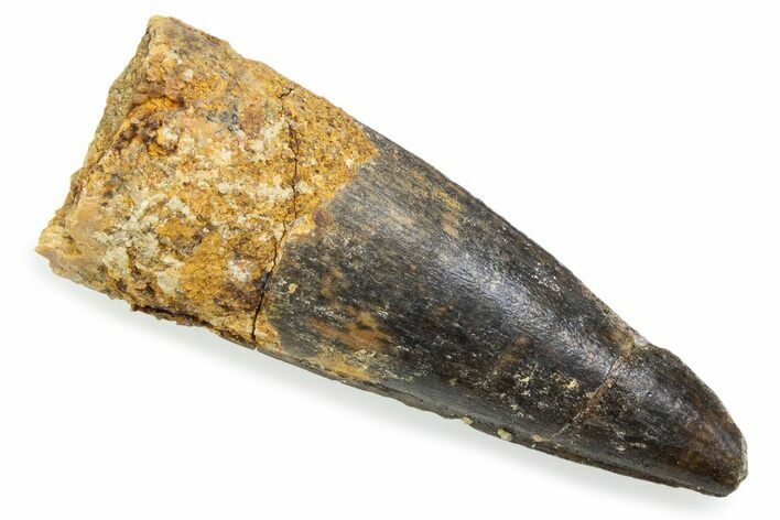 Fossil Spinosaurus Tooth - Real Fossil Tooth #372887